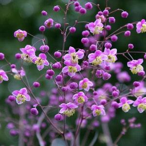 20 Meadow Rue Seeds, Thalictrum Rochebrunianum TH2020R