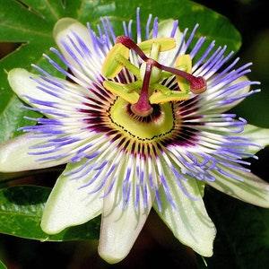 Passion Flower Vine Seeds - Passiflora caerulea - Maypop - Non-GMO, Open Pollinated, Heirloom for Hydroponics, Aquaponics, Raised Bed