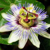 Passion Flower Vine Seeds - Passiflora caerulea - Maypop - Non-GMO, Open Pollinated, Heirloom for Hydroponics, Aquaponics, Raised Bed