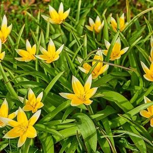 WILD YELLOW TULIP Tulipa Tarda, Forms Bulb, Perennial, 5 Seeds