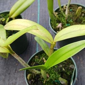 Orchid Cattleya Rth Young-Mim Orange x C Valda Discounted Price