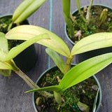 Orchid Cattleya Rth Young-Mim Orange x C Valda Discounted Price