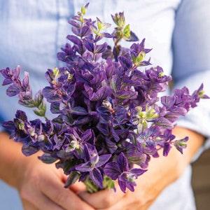 50 Oxford Blue Seeds / Salvia viridis / Cut Flower / Container Gardening /  English Garden / Wildflowers /  Cottage Flower