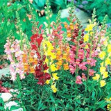 Snapdragon Flowers Blend 0.5g - 700 Seeds - Antirrhinum Majus Maximum NON GMO