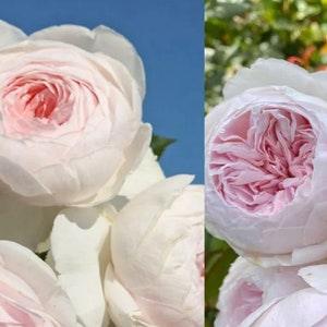25+ Rare Seeds~Earth Angel Rose Bush Flower Seeds~Rare seeds~herbal seeds~fruit seeds~GMO Free~Easy to Growth~Seed~Flower Seed