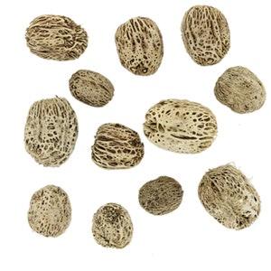Skeleton Pods - Elaeocarpus Hygrophilus - Terrarium Decor - Natural Dried Fruit and Seed Pods