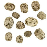 Skeleton Pods - Elaeocarpus Hygrophilus - Terrarium Decor - Natural Dried Fruit and Seed Pods