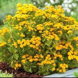 Feverfew ?? Goldball??. Long blooming perennial. Easy care , low maintenance. 50 seeds.