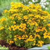 Feverfew ?? Goldball??. Long blooming perennial. Easy care , low maintenance. 50 seeds.