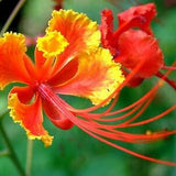 Pride of Barbados Red Seeds, Bird of Paradise, Dwarf Poinciana, (Caesalpinia pulcherrima 'Red'), Flowering bush