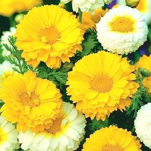 Garland Chrysanthemum Crown Daisy Edible Flowers Blend 1g - 300 Seeds - Chrysanthemum Coronarium NON GMO