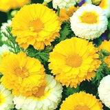 Garland Chrysanthemum Crown Daisy Edible Flowers Blend 1g - 300 Seeds - Chrysanthemum Coronarium NON GMO
