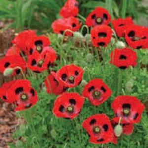 Lady Bird Poppy seeds 20 count