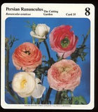 Persian Ranunculus  My Green Gardens Guide Card The Cutting Garden Flower