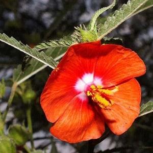 Pentapetes phoenicea seeds - Noon Flower - Midday Scarlet Mallow - 10 Seeds