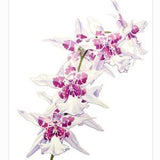 Purple and white Orchid Plant Watercolor Print - Original Art of blooming Odontoglossum Orchids