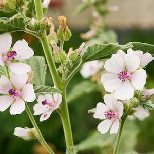 Marshmallow Herb Organic Seeds - Heirloom, Open Pollinated, Non GMO - Grow Indoors, Outdoors, In Pots, Grow Beds, Hydroponics, Aquaponics