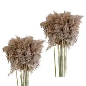 10pcs Natural Dried Pampas Grass Flower Bunch Home Living Room Garden Party