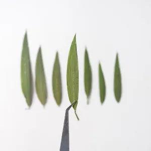 12PCS real Pressed dry Bamboo leaves, Floral supply for art craft FSS18