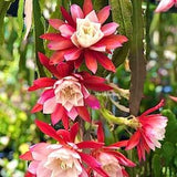 1 unrooted cutting/ leaf/ stem super hot rare fragrant Camilla Obayashi Epiphyllum Orchid Cactus 6-8???