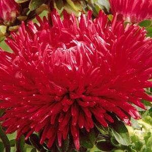 50 Seeds- Aster Double Gremlin Red Seeds-Callistephus Chinensis-Tiger Paw Aster-PV238