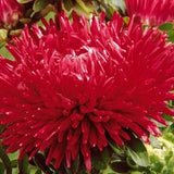 50 Seeds- Aster Double Gremlin Red Seeds-Callistephus Chinensis-Tiger Paw Aster-PV238