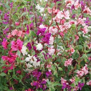 100 Clarkia Seed Mix / Clarkia Unguiculata Elegans / Wildflower / Cottage Flower / English Garden / Wedding Flowers / Cut Flowers