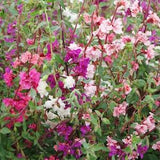 100 Clarkia Seed Mix / Clarkia Unguiculata Elegans / Wildflower / Cottage Flower / English Garden / Wedding Flowers / Cut Flowers