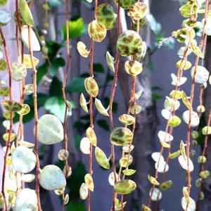 String of Turtles (Peperomia prostrata / Jade Necklace) - Rooted and Unrooted Cuttings