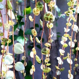 String of Turtles (Peperomia prostrata / Jade Necklace) - Rooted and Unrooted Cuttings