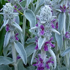 50 Pcs Lamb's Ear Flower Seeds- Stachys Byzantina Lanata-Stachys olympica-Natural Perennial-FL397