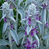 50 Pcs Lamb's Ear Flower Seeds- Stachys Byzantina Lanata-Stachys olympica-Natural Perennial-FL397