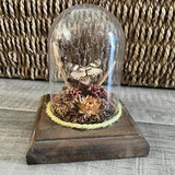 Vintage Butterfly Terrarium Floral Cloche Dome 5