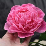 Pink peony cold porcelain Clay peony Peony bouquet Bouquet for home decor Cold porcelain flower Botanical sculpture Spring flowers