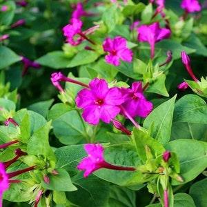 Rose Four O Clock Flower Seeds - Open-Pollinated for Seed Saving - Non-Hybrid & Non-GMO - Heirloom Canada Flower Seeds