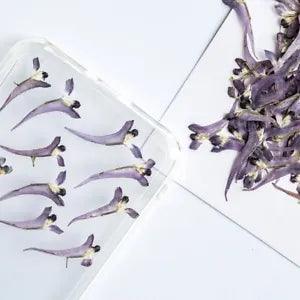 12PCS Real Pressed Dry mini Flower purple Flower Head for art candle craft FSS43