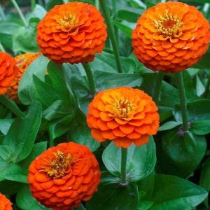 30 Pcs  Orange Zinnia Elegans  Seeds-Lilliput-FL247- Simply Beautiful ! Excellent Annual