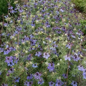 50 Nigella Starry Night Seed Mix / Nigella Damascena / Cut Flower / English Garden / Cottage Flower / Wedding Flowers / Wildflower / Bouquet
