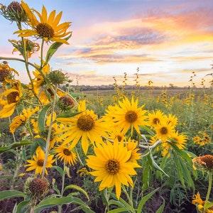 Maximilian Sunflower Seeds - Helianthus maximiliani - Perennial Native Prairie Sunflower