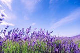 Premium Photo | Lavender field in the summer Flower Delivery
