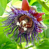 Giant Ganadilla Passionfruit Flower Seeds Packet | Passiflora quadrangularis Seed | Giant Passionflower Vine Seed | Passion fruit Plant Seed