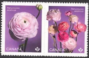 2023 Canada SC# Flowers - Ranunculus - pair from booklets - M-NH -1