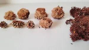 4 dried thistle heads and red dried lichen floral crafts natural
