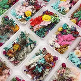 Coume 6 Boxes Dried Flowers for Resin Mixed Pressed Dry Flower Leaves Multipl...