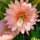 Agatha Epiphyllum Orchid Cactus 1 cutting 8-10" long