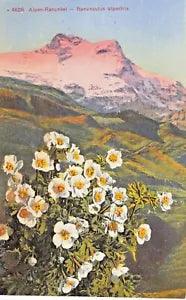 ALPEN RANUNKEL ~ RANUNCULUS ALPESTRIS FLOWER POSTCARD