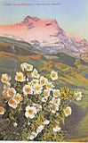 ALPEN RANUNKEL ~ RANUNCULUS ALPESTRIS FLOWER POSTCARD