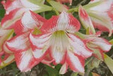 Hippeastrums Red Lilies Cross Stitch Pattern + Photo LARGE and VERY Advanced