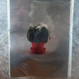 Dollhouse Miniature Posy Patch Originals "Butterfly Orchid Plant" kit kit in twelfth scale or 1:12 scale.  Rare!  D623.