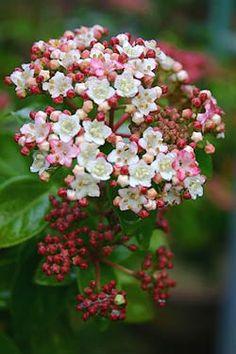 Viburnum tinus 'Spring Bouquet' Flower Delivery